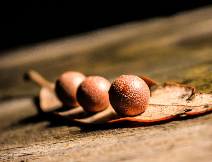 短信呼叫轰炸app